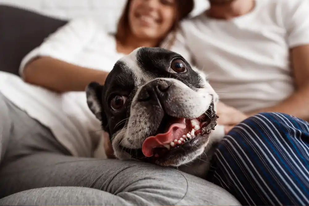 Imóveis Pet Friendly como a relação entre pessoas e animais está transformando o mercado imobiliário